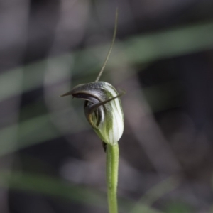 Pterostylis pedunculata at Hawker, ACT - 29 Sep 2020