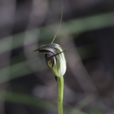 Pterostylis pedunculata (Maroonhood) at The Pinnacle - 28 Sep 2020 by Alison Milton