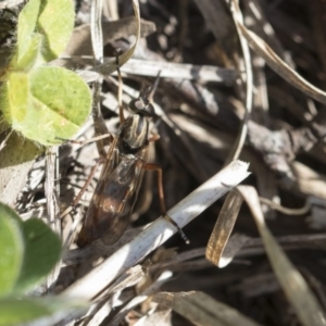 Therevidae (family) at Holt, ACT - 29 Sep 2020