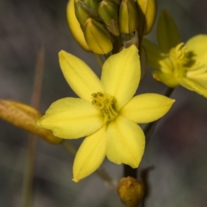 Bulbine bulbosa at Holt, ACT - 29 Sep 2020