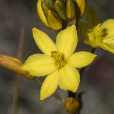 Bulbine bulbosa (Golden Lily, Bulbine Lily) at Holt, ACT - 29 Sep 2020 by AlisonMilton