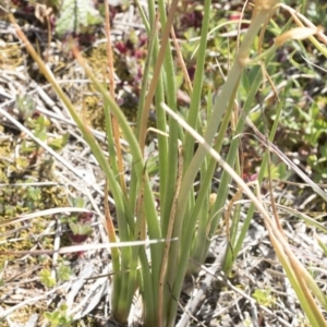 Bulbine bulbosa at Holt, ACT - 29 Sep 2020