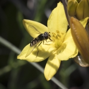 Melangyna sp. (genus) at Holt, ACT - 29 Sep 2020