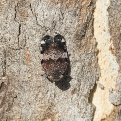 Platybrachys decemmacula (Green-faced gum hopper) at Holt, ACT - 29 Sep 2020 by AlisonMilton