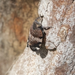 Platybrachys decemmacula at Holt, ACT - 29 Sep 2020