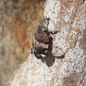 Platybrachys decemmacula at Holt, ACT - 29 Sep 2020