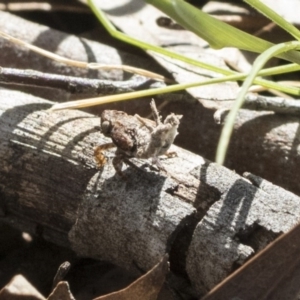 Platybrachys decemmacula at Holt, ACT - 29 Sep 2020