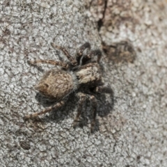 Servaea sp. (genus) (Unidentified Servaea jumping spider) at The Pinnacle - 29 Sep 2020 by AlisonMilton