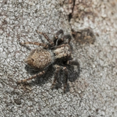 Servaea sp. (genus) (Unidentified Servaea jumping spider) at Holt, ACT - 29 Sep 2020 by AlisonMilton