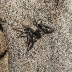 Servaea sp. (genus) at Holt, ACT - 29 Sep 2020