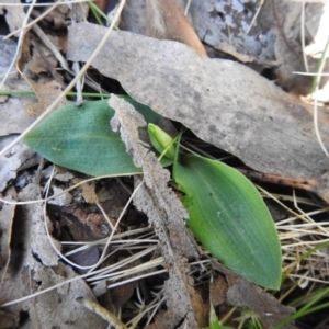 Chiloglottis valida at Cotter River, ACT - suppressed