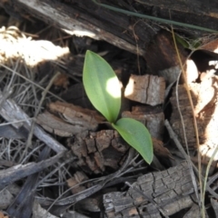 Chiloglottis valida at Cotter River, ACT - suppressed