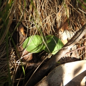 Chiloglottis valida at Cotter River, ACT - suppressed