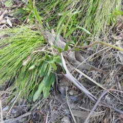 Craspedia aurantia var. jamesii at Cotter River, ACT - 2 Oct 2020