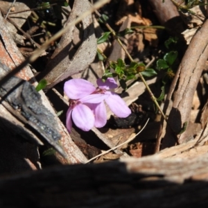 Tetratheca bauerifolia at Cotter River, ACT - 2 Oct 2020