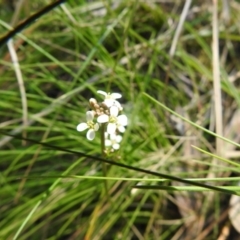 Cardamine sp. (Bittercress) at Cotter River, ACT - 2 Oct 2020 by Liam.m