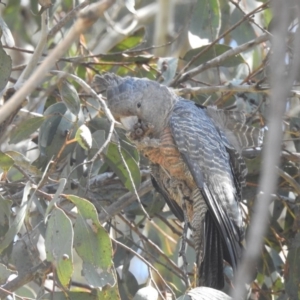 Callocephalon fimbriatum at Cotter River, ACT - suppressed