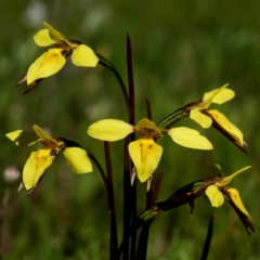 Diuris amabilis (Large Golden Moth) at Kaleen, ACT - 2 Oct 2020 by DPRees125