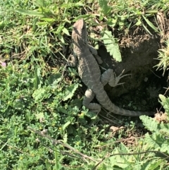 Intellagama lesueurii howittii (Gippsland Water Dragon) at Googong Foreshore - 2 Oct 2020 by JaneR