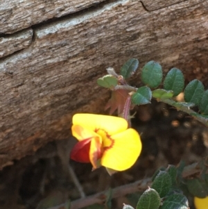 Bossiaea buxifolia at Burra, NSW - 2 Oct 2020