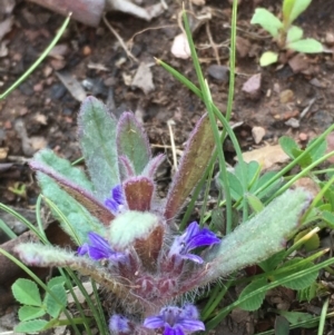 Ajuga australis at Burra, NSW - 2 Oct 2020 03:11 PM