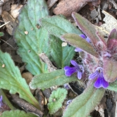 Ajuga australis at Burra, NSW - 2 Oct 2020