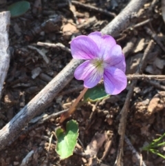 Viola betonicifolia (Mountain Violet) at Googong Foreshore - 2 Oct 2020 by JaneR