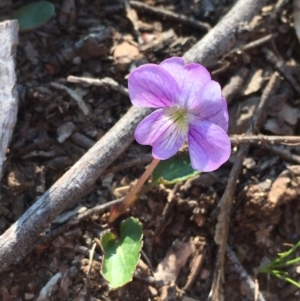 Viola betonicifolia at Burra, NSW - 2 Oct 2020 03:07 PM