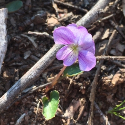 Viola betonicifolia (Mountain Violet) at Googong Foreshore - 2 Oct 2020 by JaneR
