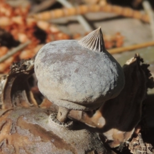 Geastrum tenuipes at Conder, ACT - 21 Sep 2020 11:22 AM