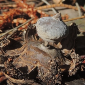 Geastrum tenuipes at Conder, ACT - 21 Sep 2020 11:22 AM