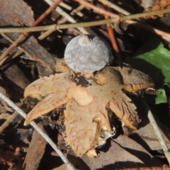 Geastrum tenuipes at Conder, ACT - 21 Sep 2020