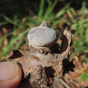 Geastrum tenuipes at Conder, ACT - 21 Sep 2020 11:22 AM