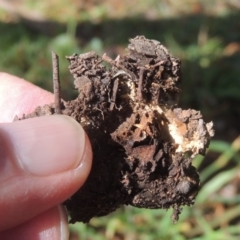 Geastrum tenuipes at Conder, ACT - 21 Sep 2020 11:22 AM