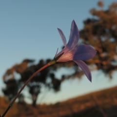 Wahlenbergia capillaris (Tufted Bluebell) at Melrose - 30 May 2020 by michaelb