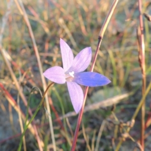 Wahlenbergia capillaris at Chisholm, ACT - 30 May 2020 06:51 PM