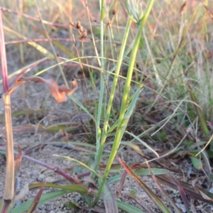 Wahlenbergia capillaris at Chisholm, ACT - 30 May 2020 06:51 PM