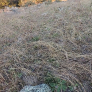 Tripogonella loliiformis at Chisholm, ACT - 30 May 2020