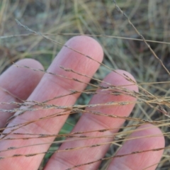 Tripogonella loliiformis at Chisholm, ACT - 30 May 2020