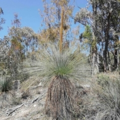 Xanthorrhoea glauca subsp. angustifolia at Cotter River, ACT - suppressed