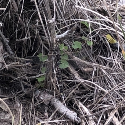 Adversaeschna brevistyla (Blue-spotted Hawker) at Berry, NSW - 29 Sep 2020 by Username279