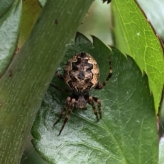 Araneidae (family) (Orb weaver) at Berry, NSW - 25 Sep 2020 by Username279