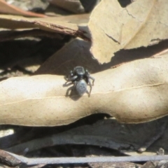 Salticidae sp. 'Golden palps' at Cotter River, ACT - 2 Oct 2020