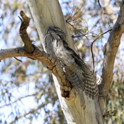 Podargus strigoides (Tawny Frogmouth) at The Pinnacle - 29 Sep 2020 by AlisonMilton