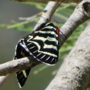 Comocrus behri at Stromlo, ACT - 2 Oct 2020