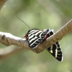 Comocrus behri at Stromlo, ACT - 2 Oct 2020