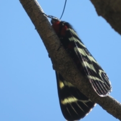 Comocrus behri at Stromlo, ACT - 2 Oct 2020 01:11 PM