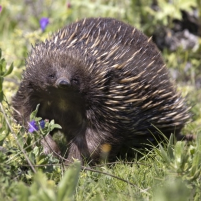 Tachyglossus aculeatus (Short-beaked Echidna) at Stony Creek - 2 Oct 2020 by CedricBear