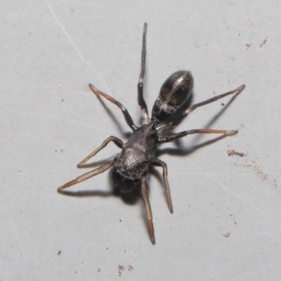 Myrmarachne sp. (genus) (Unidentified Ant-mimic jumping spider) at Downer, ACT - 2 Oct 2020 by TimL
