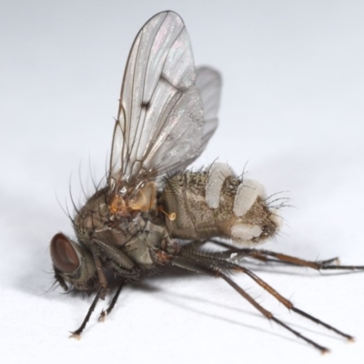 Entomophthora sp. (genus) (Puppeteer Fungus) at Evatt, ACT - 2 Oct 2020 by TimL